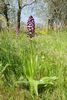 Orchis purpurea - foto di Paolo Caciagli
per ingrandire la foto cliccare sulla miniatura (641 Kb)